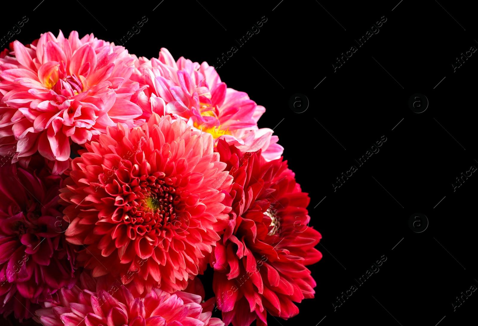 Photo of Beautiful dahlia flowers on black background, closeup. Space for text