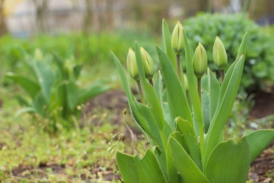 Photo of Beautiful unopened tulip buds outdoors on spring day, space for text