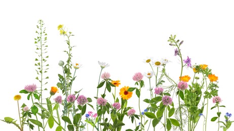 Image of Colorful meadow flowers on white background, banner design