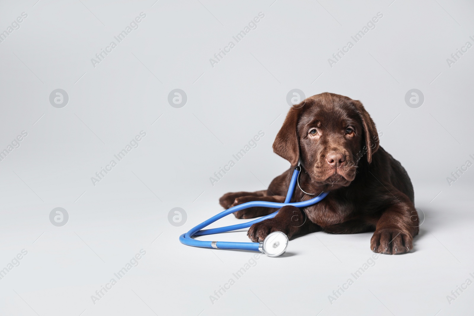 Photo of Cute Labrador dog with stethoscope as veterinarian on light grey background