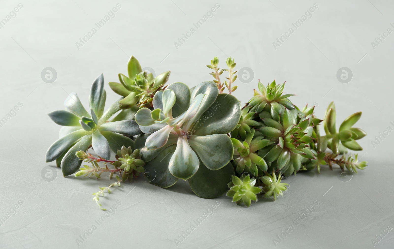 Photo of Beautiful echeverias on light grey background. Succulent plants