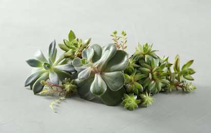 Photo of Beautiful echeverias on light grey background. Succulent plants