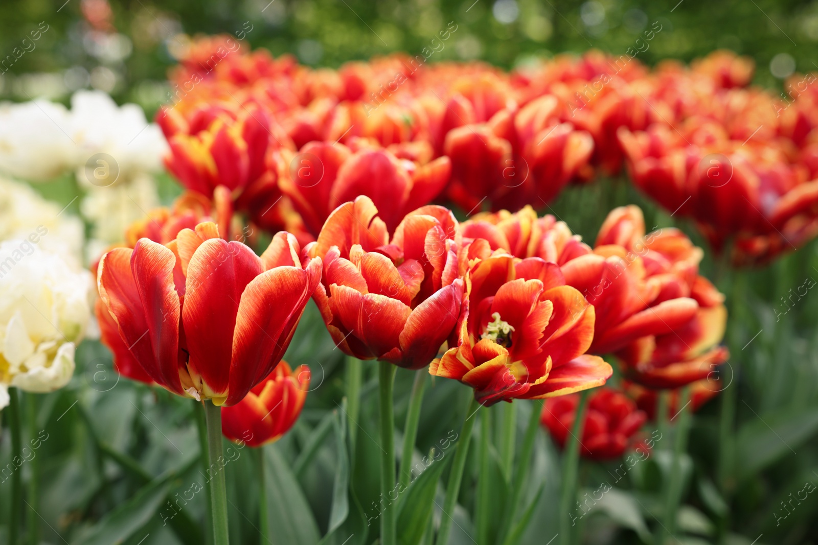 Photo of Many beautiful tulips growing outdoors, closeup. Spring season