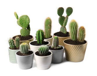 Photo of Many different cacti in pots on white background