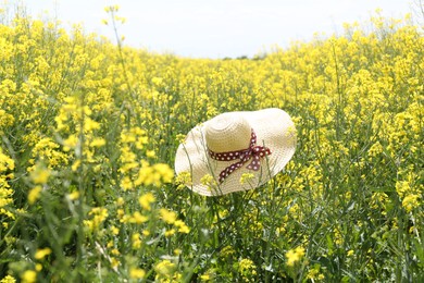 Photo of Field with beautiful blooming rapeseed flowers and hat