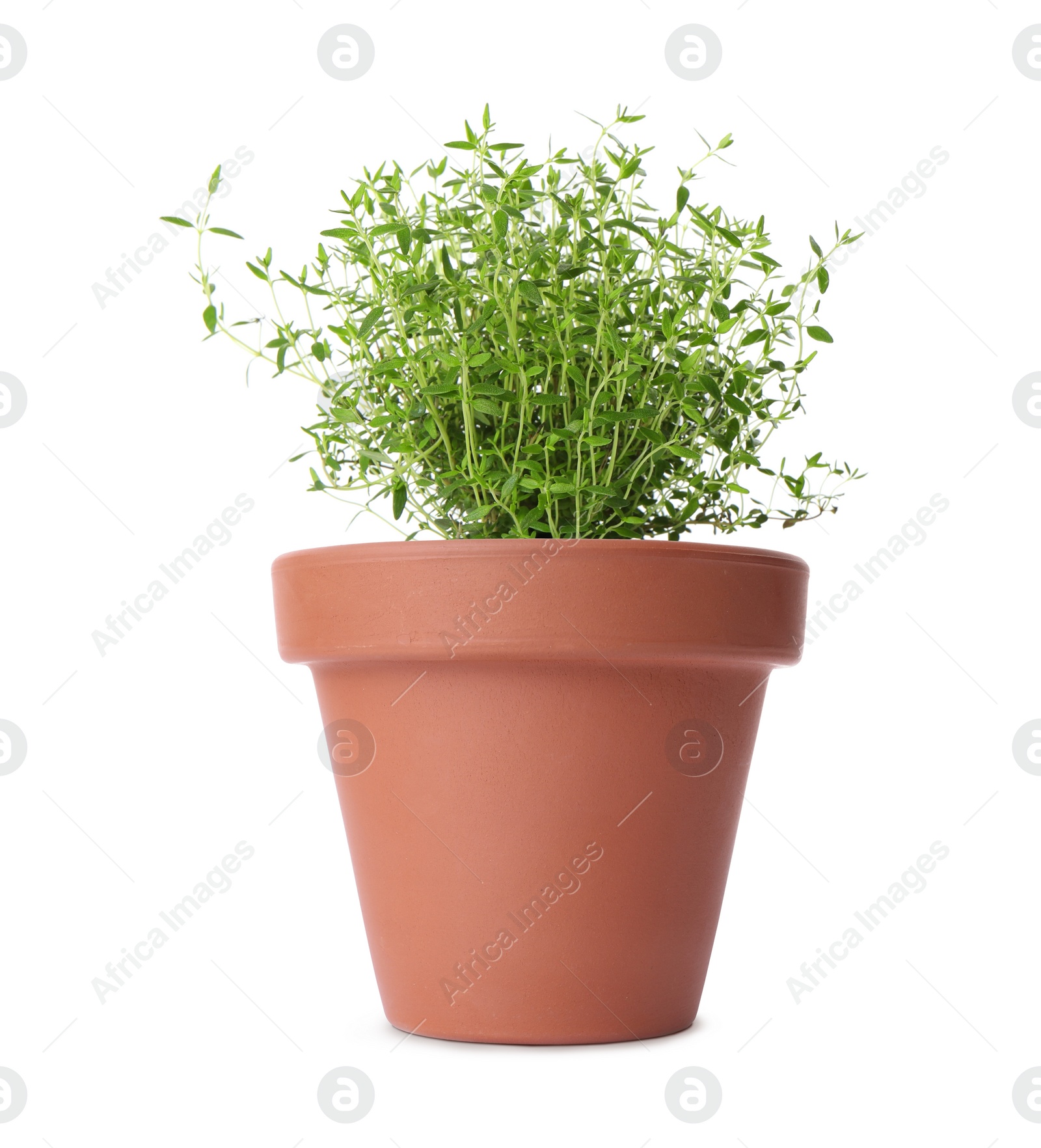 Image of Green thyme in clay pot isolated on white