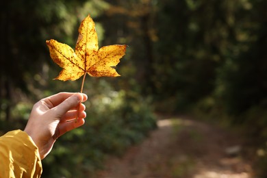 Photo of Woman holding beautiful autumn leaf outdoors, closeup. Space for text