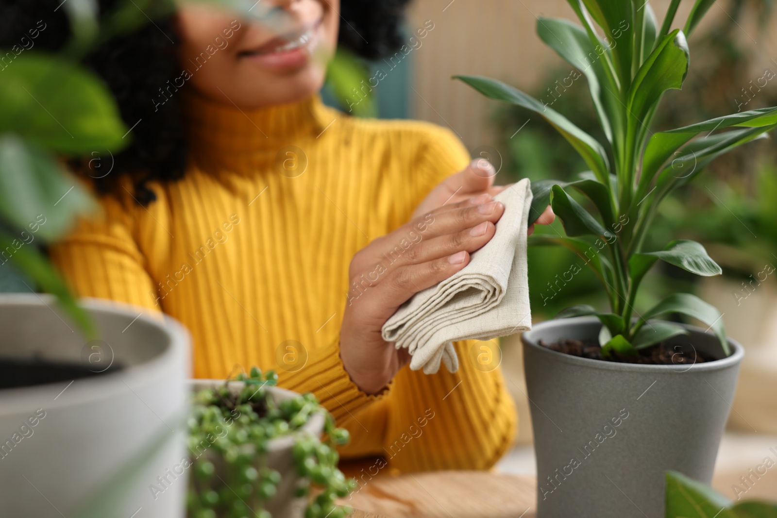 Photo of Closeup of happy woman wiping leaf of beautiful potted houseplant indoors