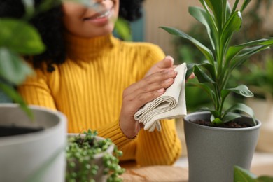 Closeup of happy woman wiping leaf of beautiful potted houseplant indoors