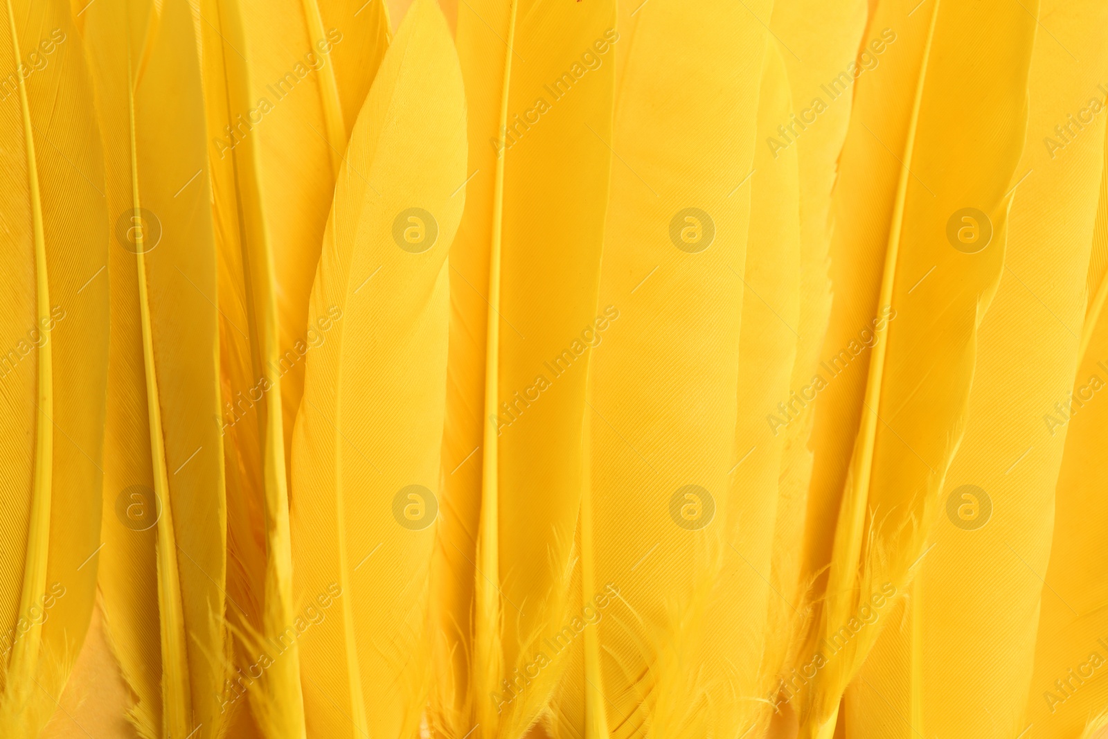 Photo of Many beautiful yellow feathers as background, top view