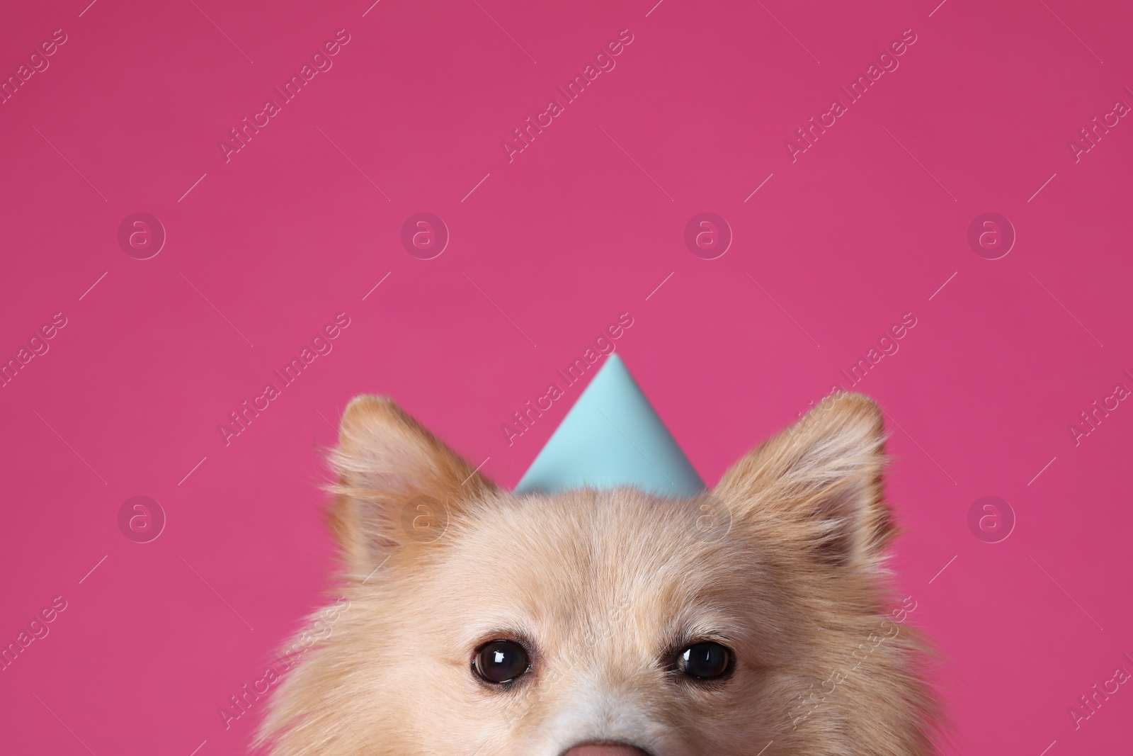 Photo of Cute dog with party hat on pink background, space for text. Birthday celebration