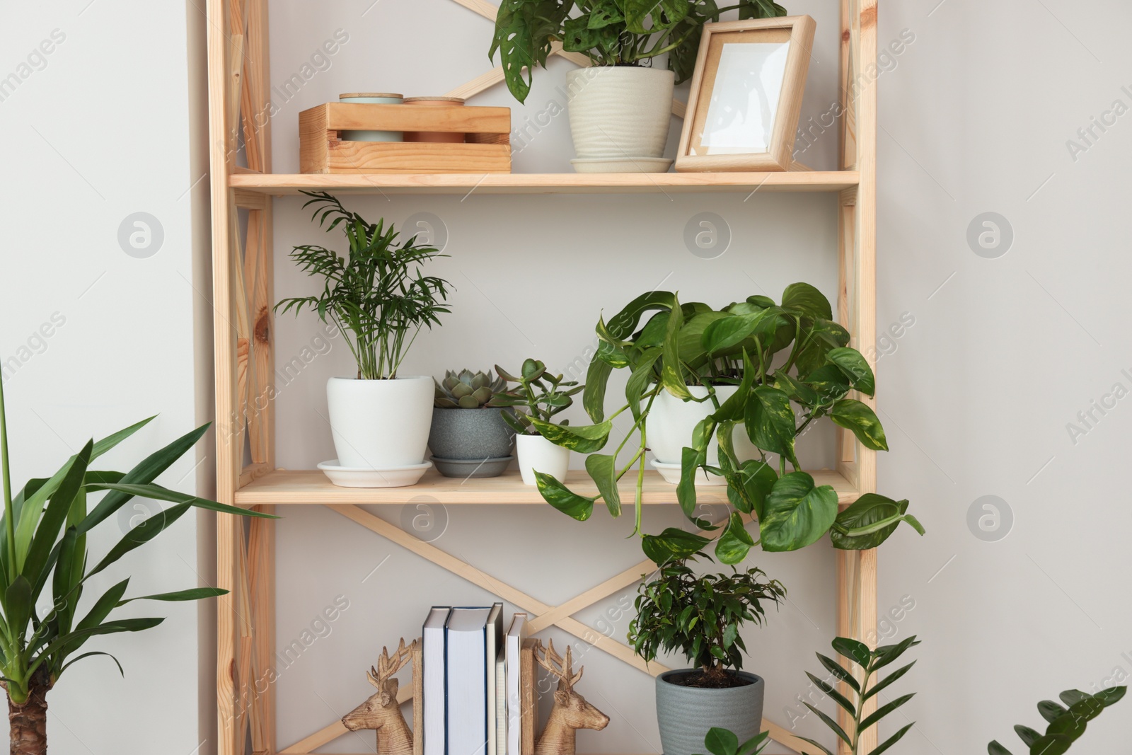 Photo of Wooden shelving unit with beautiful house plants indoors. Home design idea