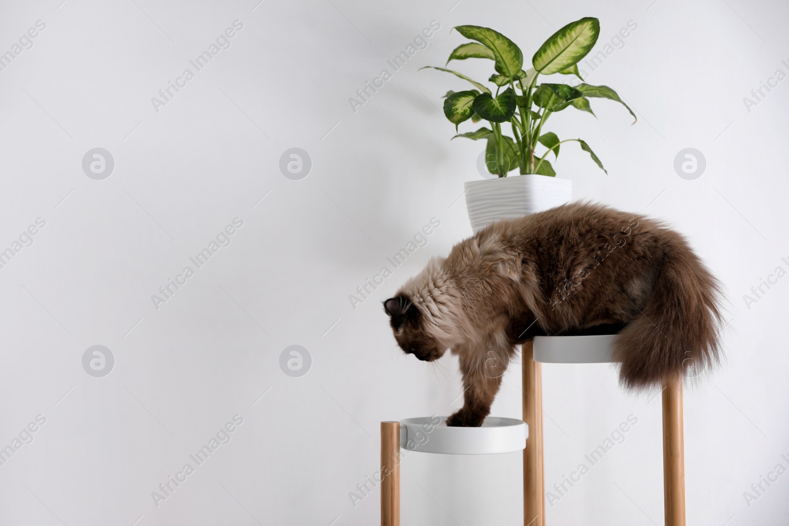 Photo of Cute Balinese cat on plant stand near white wall at home, space for text. Fluffy pet