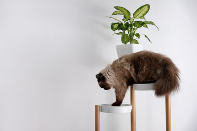 Photo of Cute Balinese cat on plant stand near white wall at home, space for text. Fluffy pet