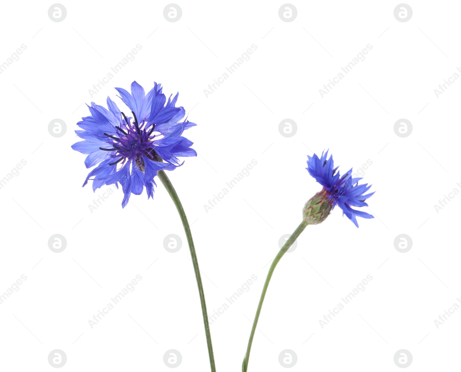 Photo of Beautiful light blue cornflowers isolated on white