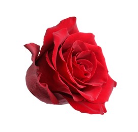 Photo of Beautiful fresh red rose isolated on white