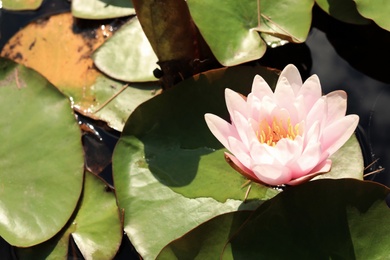 Photo of Beautiful blooming waterlily and leaves on water surface