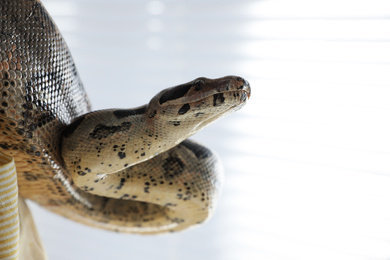 Photo of Big boa constrictor indoors, closeup view. Exotic pet