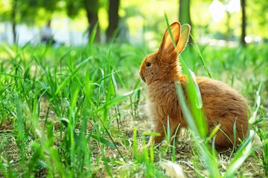 Photo of Cute red bunny among green grass, outdoors