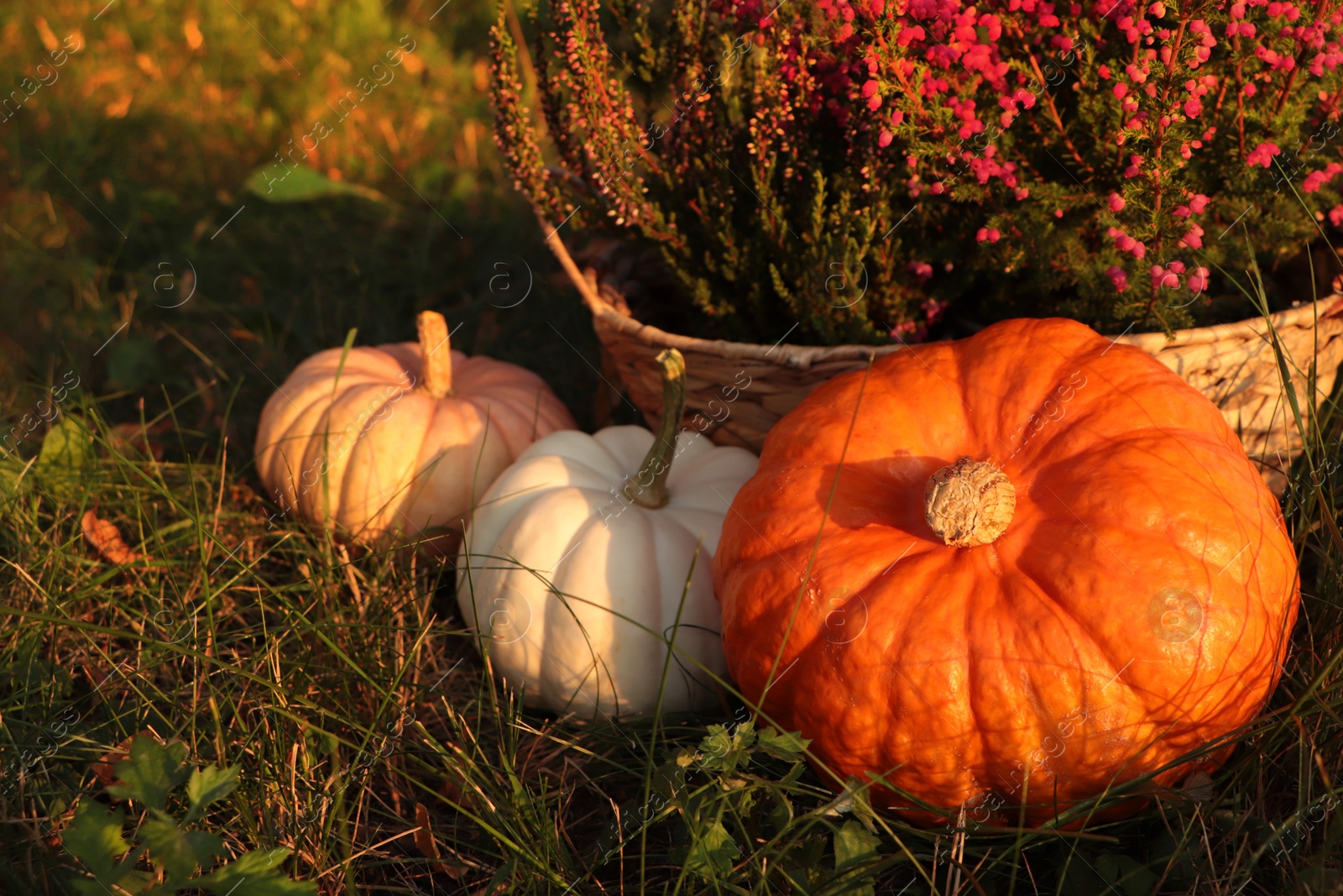 Photo of Wicker basket with beautiful heather flowers and pumpkins on green grass outdoors