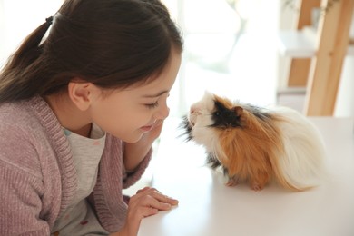 Happy little girl with guinea pig at home. Childhood pet