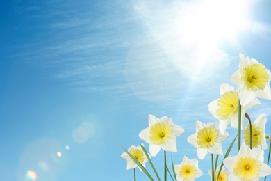 Image of Beautiful spring flowers outdoors on sunny day, space for text
