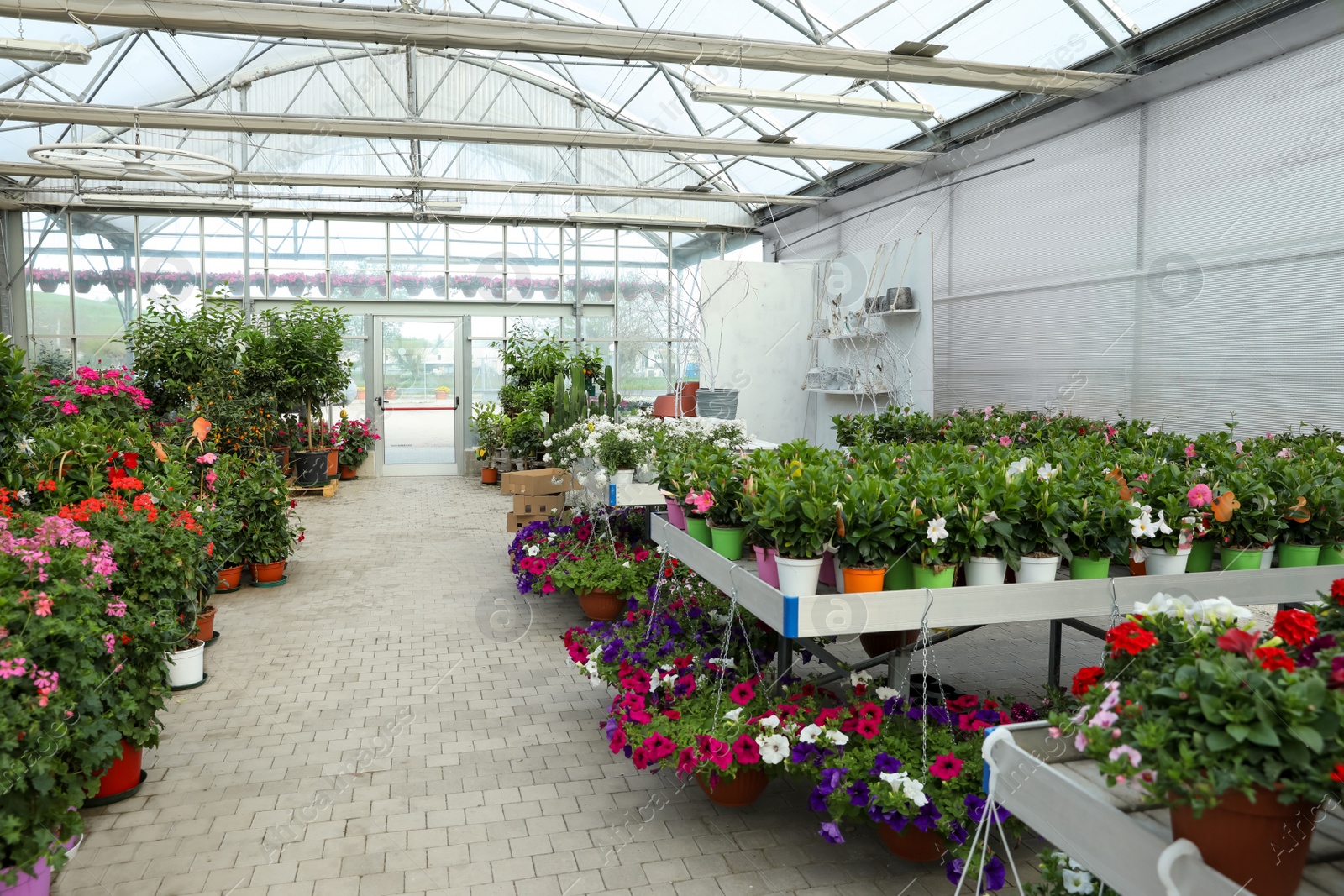 Photo of Many different beautiful potted plants in garden center