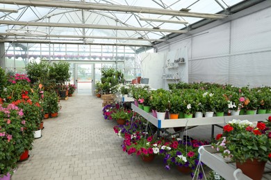 Many different beautiful potted plants in garden center