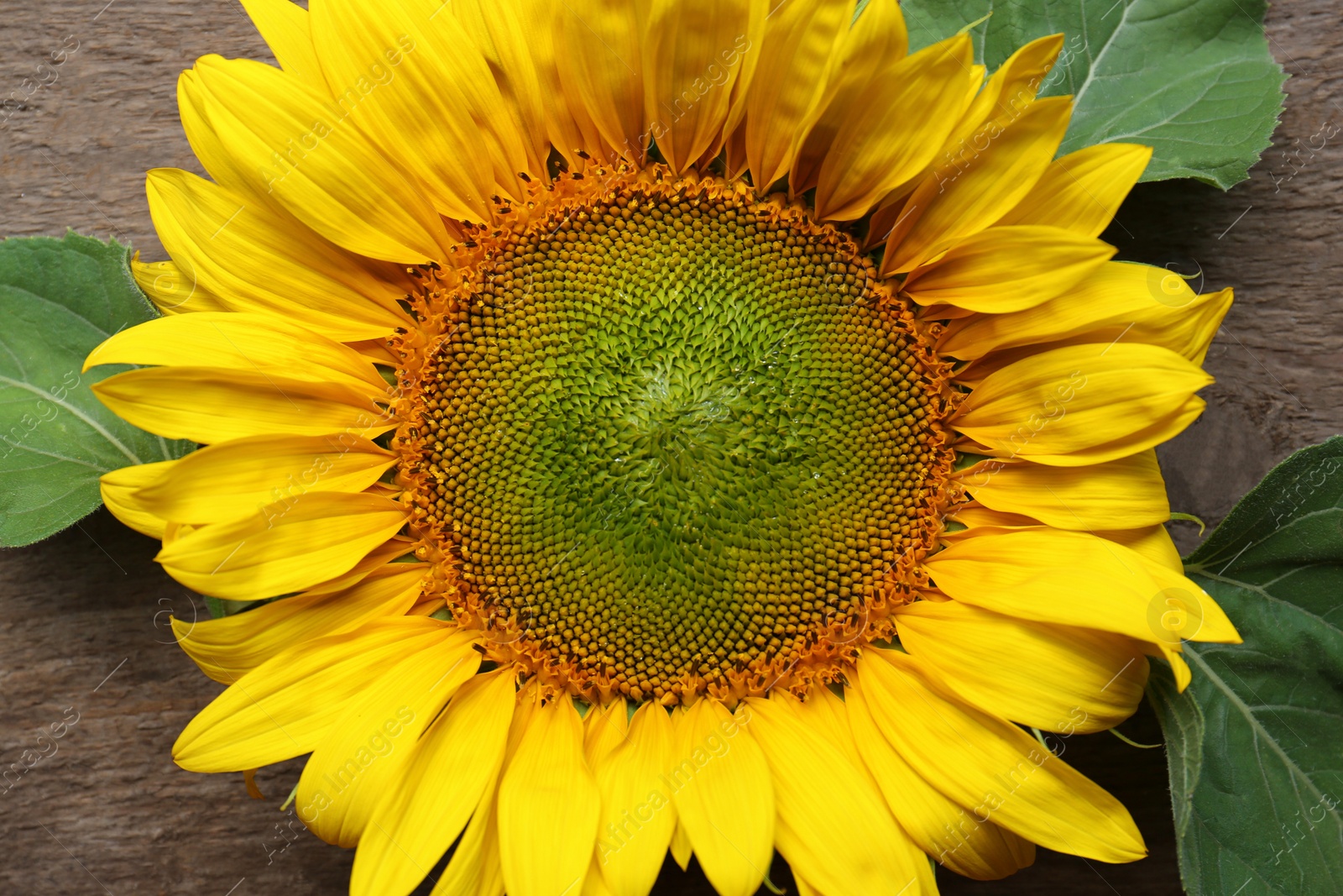 Photo of Beautiful sunflower on wooden table, top view. Closeup