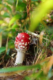 Fresh wild mushroom growing in forest, closeup