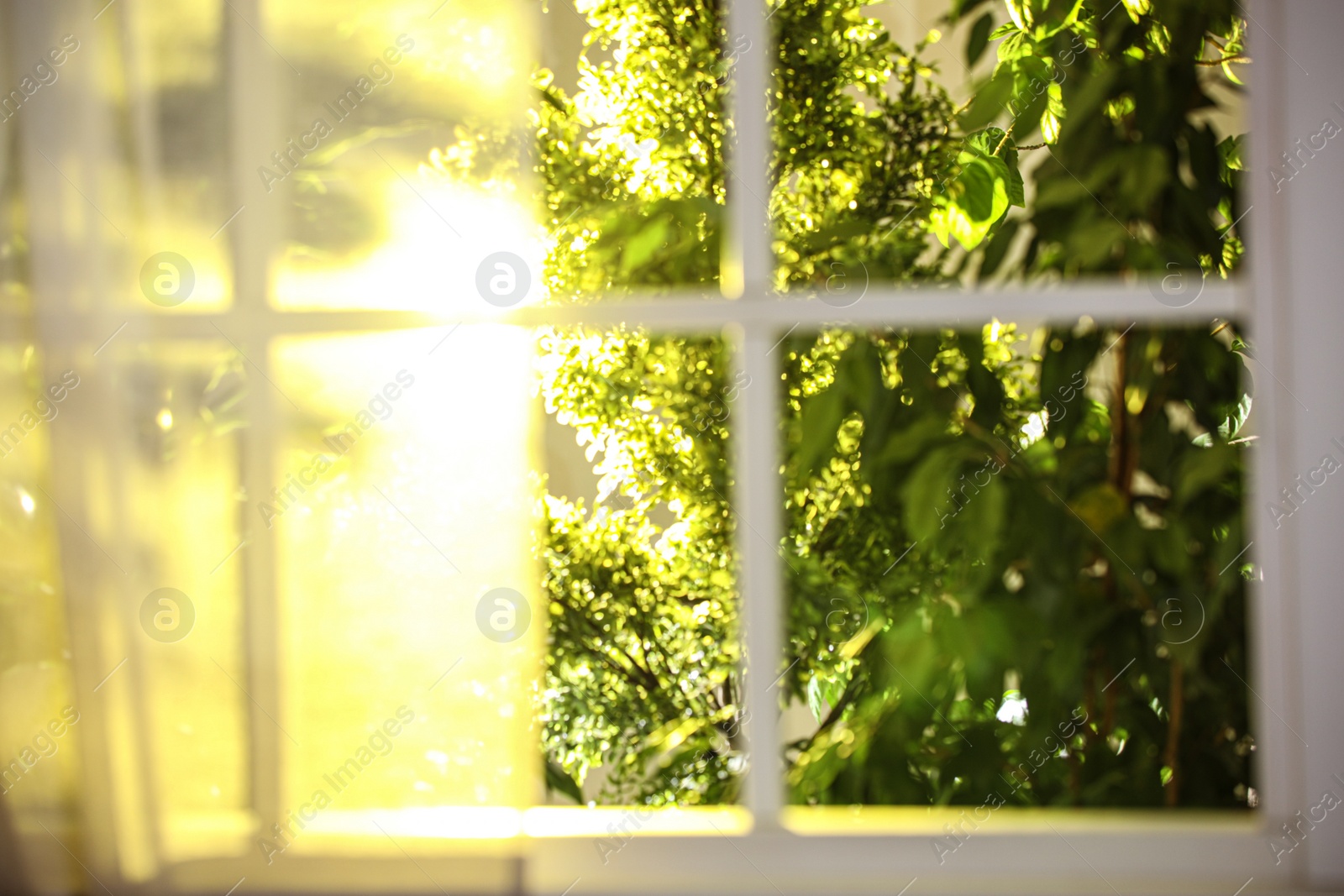 Photo of Beautiful view through window on garden in morning