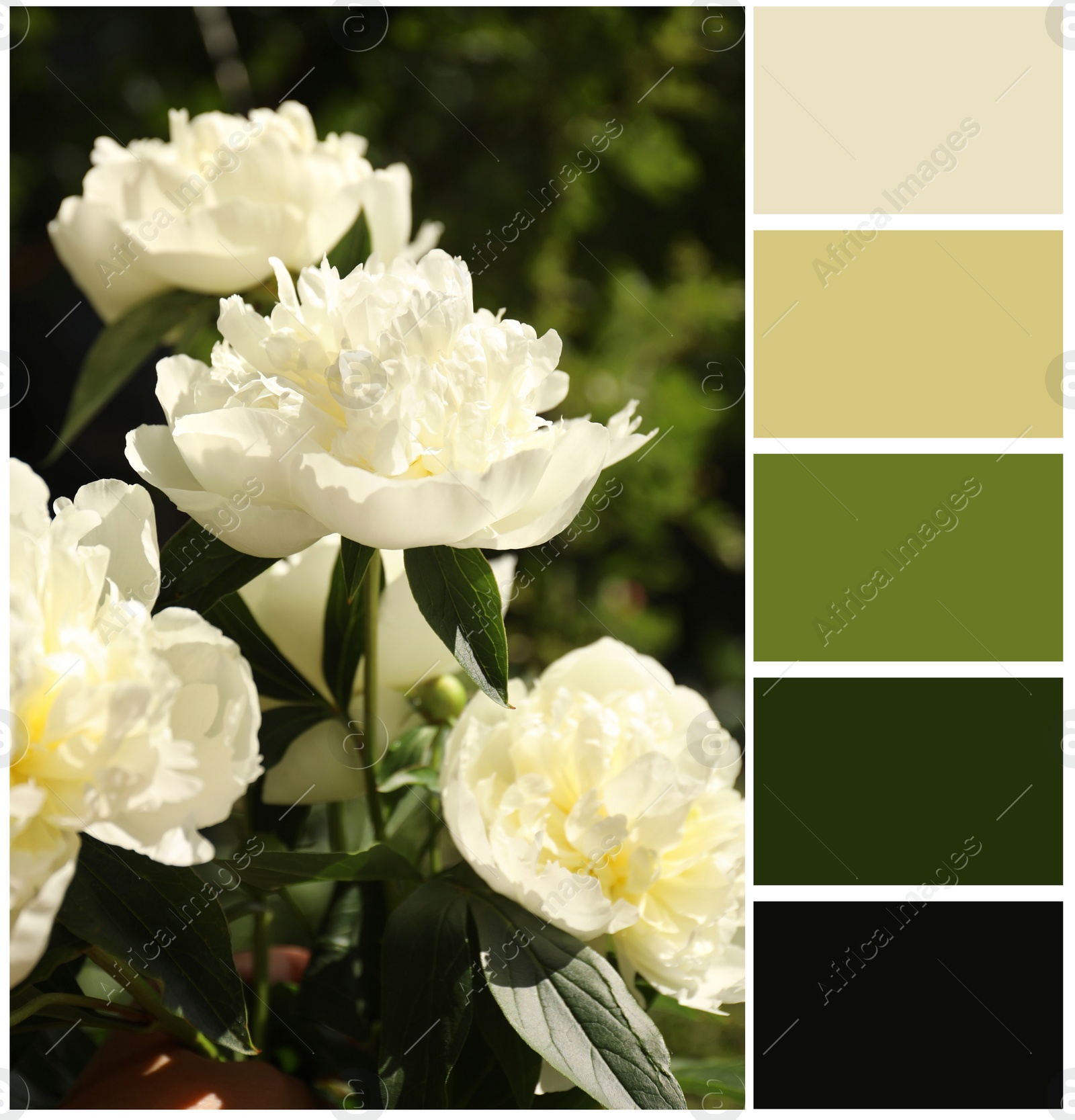 Image of Blooming white peony flowers and color palette. Collage