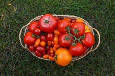 Wicker basket with fresh tomatoes on green grass outdoors, top view