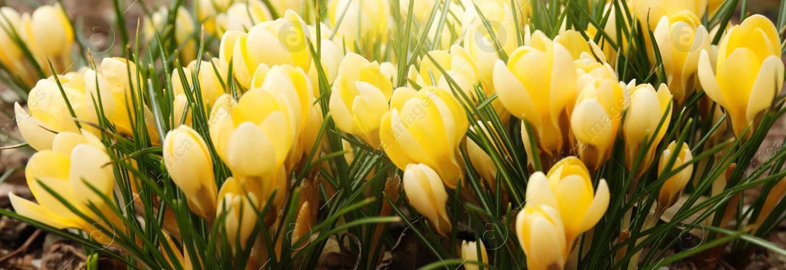 Image of Beautiful yellow crocus flowers growing in garden. Banner design 