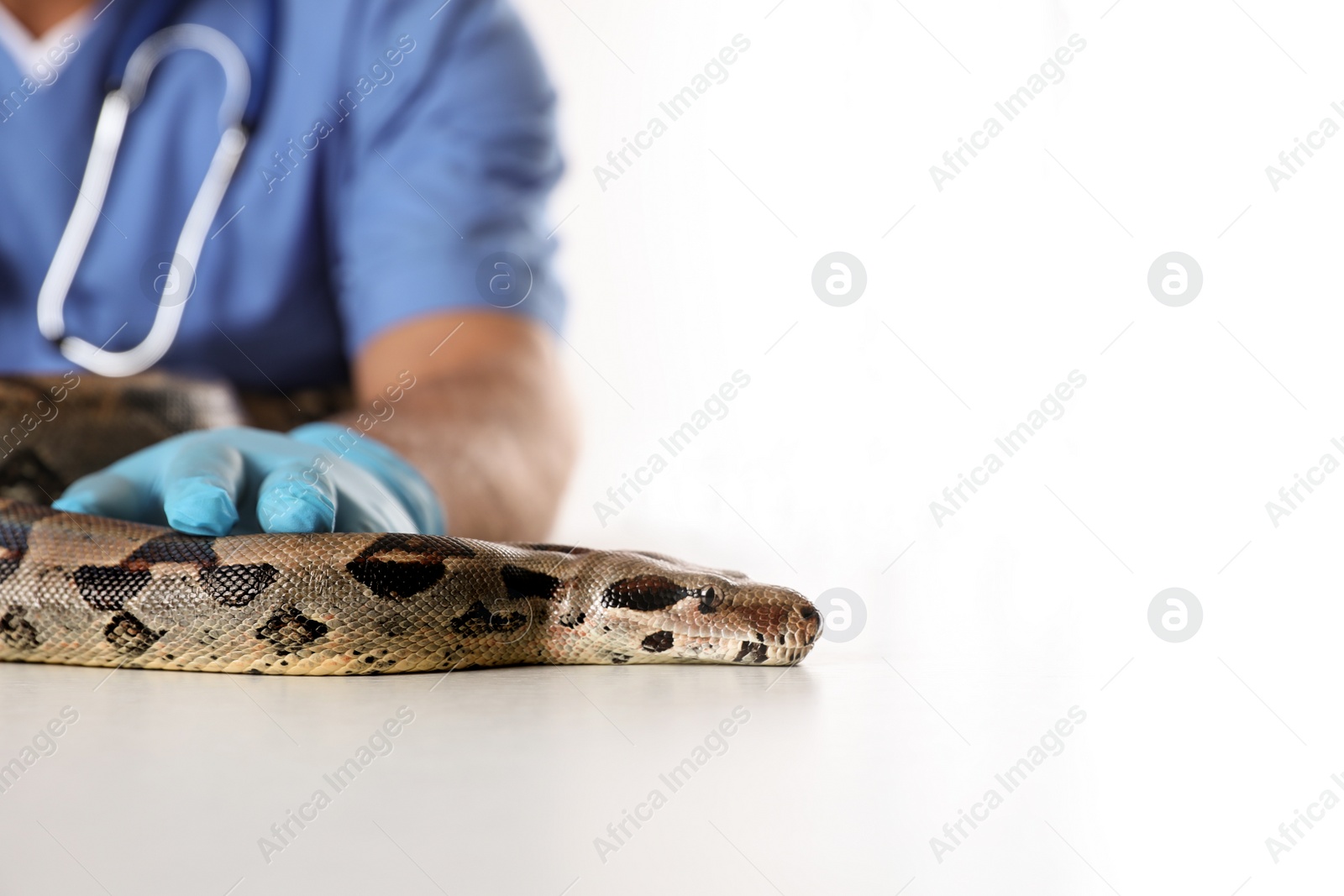 Photo of Male veterinarian examining boa constrictor in clinic, closeup
