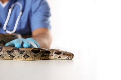 Photo of Male veterinarian examining boa constrictor in clinic, closeup
