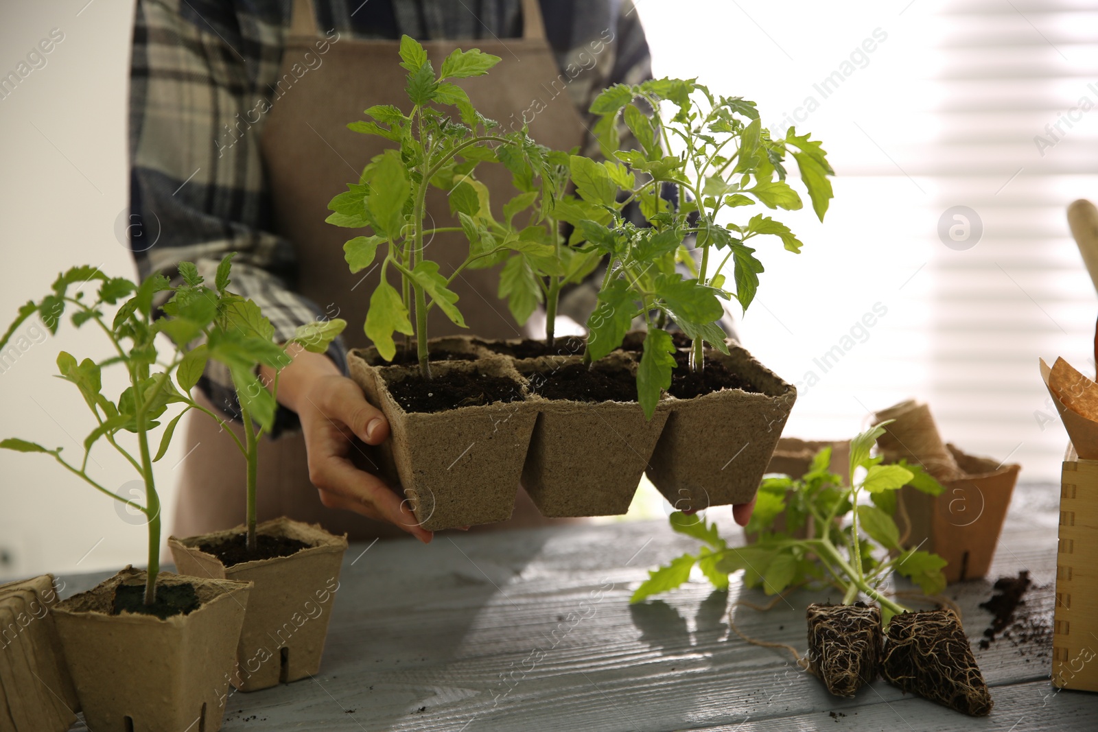 Photo of Woman holding peat pots with tomato seedlings at table, closeup