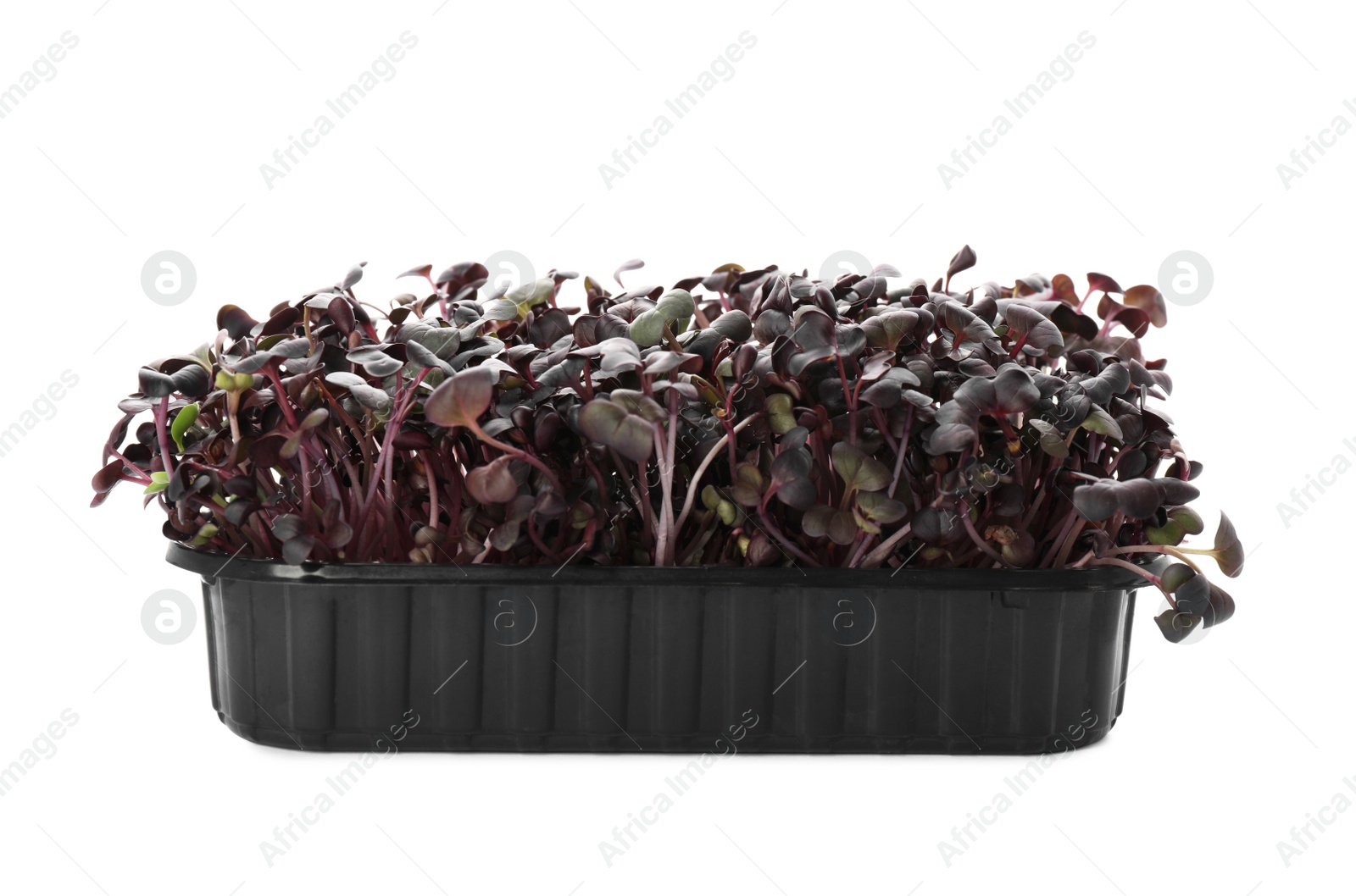 Photo of Fresh radish microgreens in plastic container isolated on white