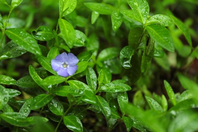 Photo of Beautiful spring plant with rain drops in park, closeup view
