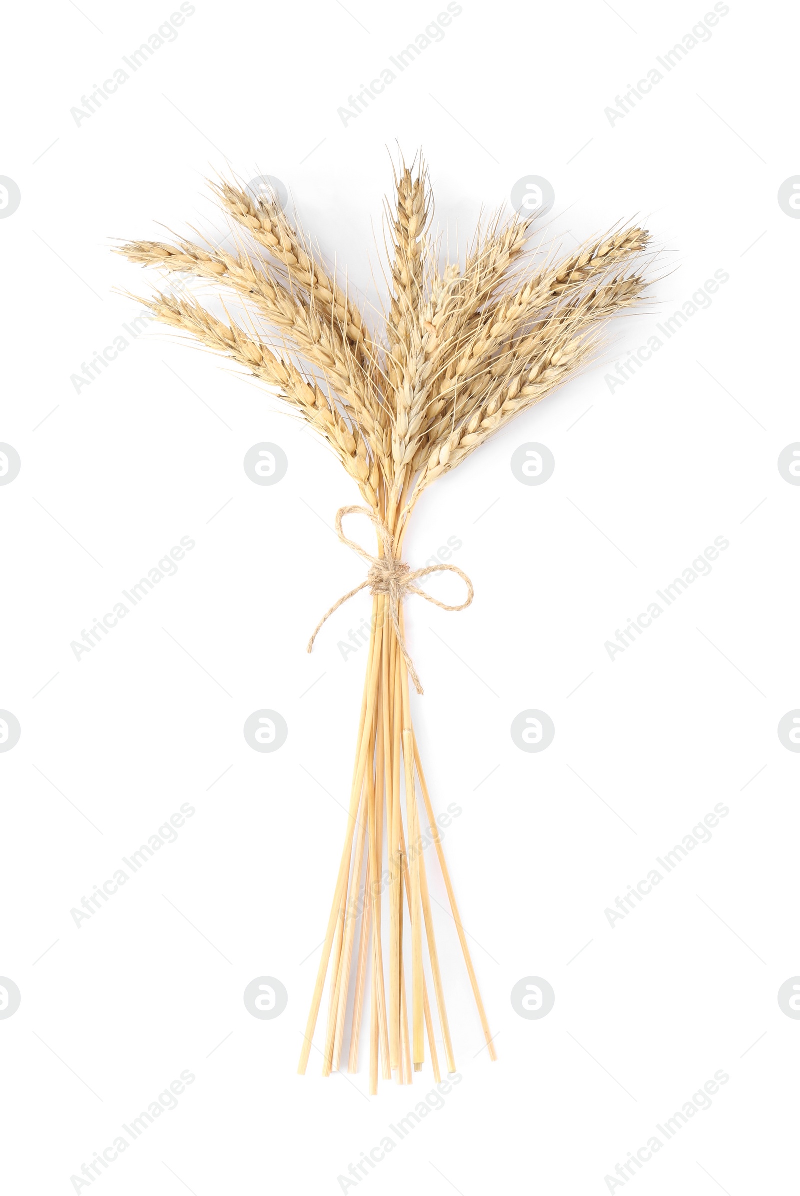 Photo of Bunch of wheat ears isolated on white