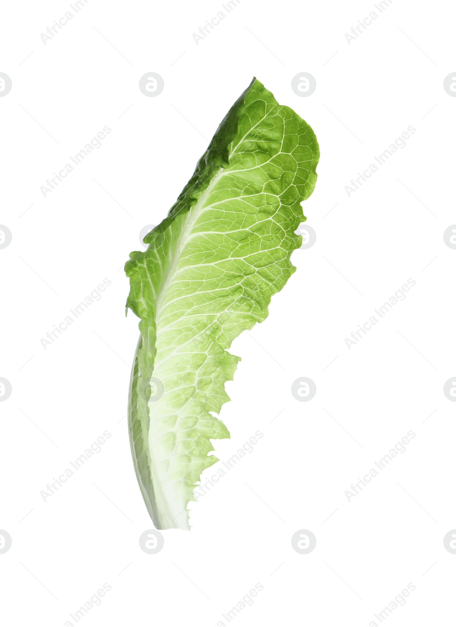 Photo of Fresh leaf of green romaine lettuce isolated on white