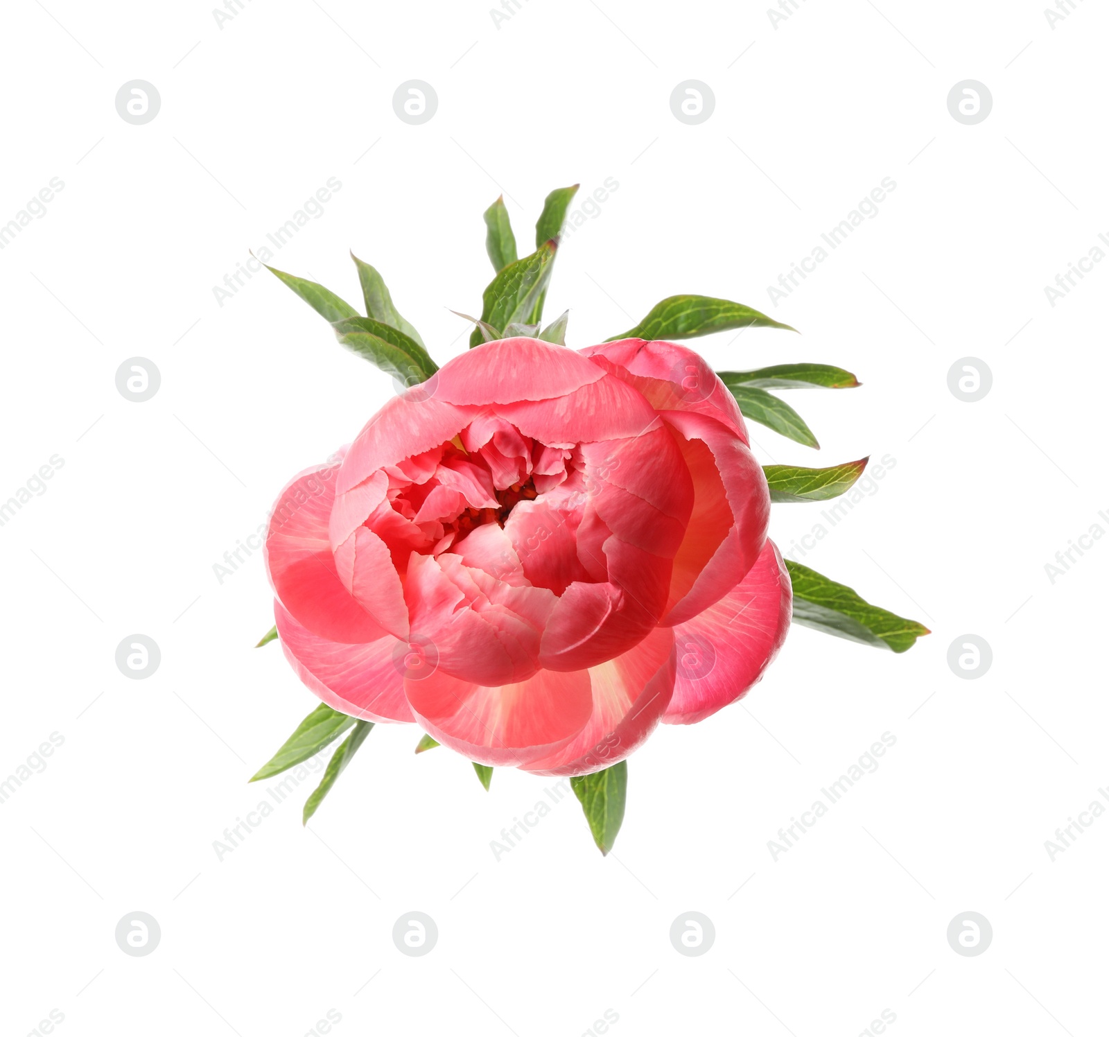 Photo of Beautiful blooming pink peony isolated on white