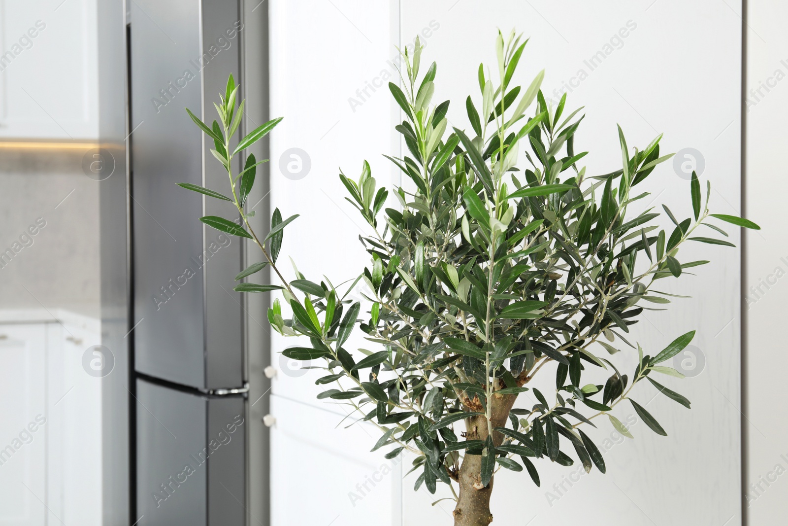 Photo of Beautiful olive tree growing in stylish kitchen