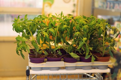 Pots with tomato seedlings on cart in garden center