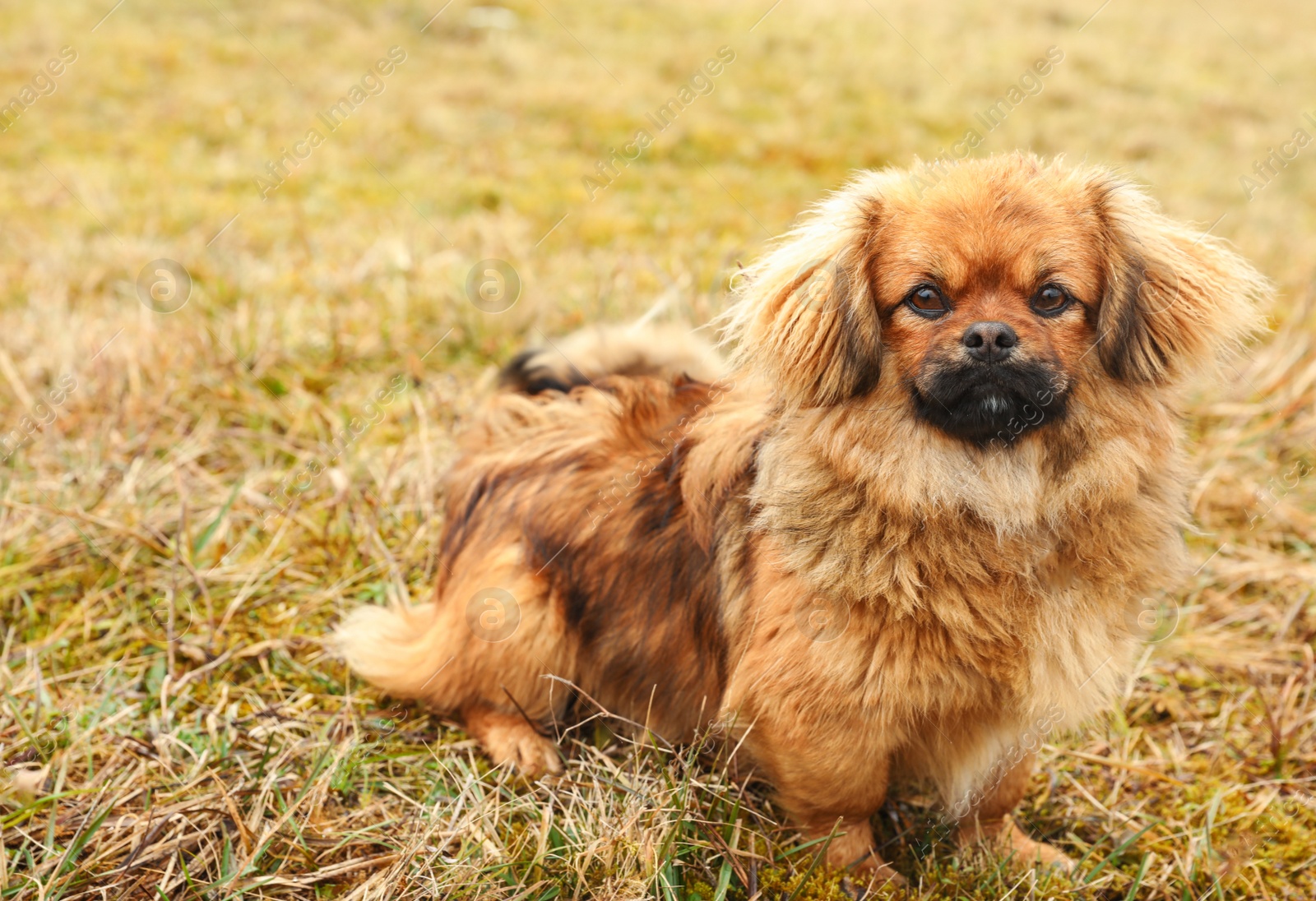 Photo of Adorable fluffy dog sitting on grass outdoors