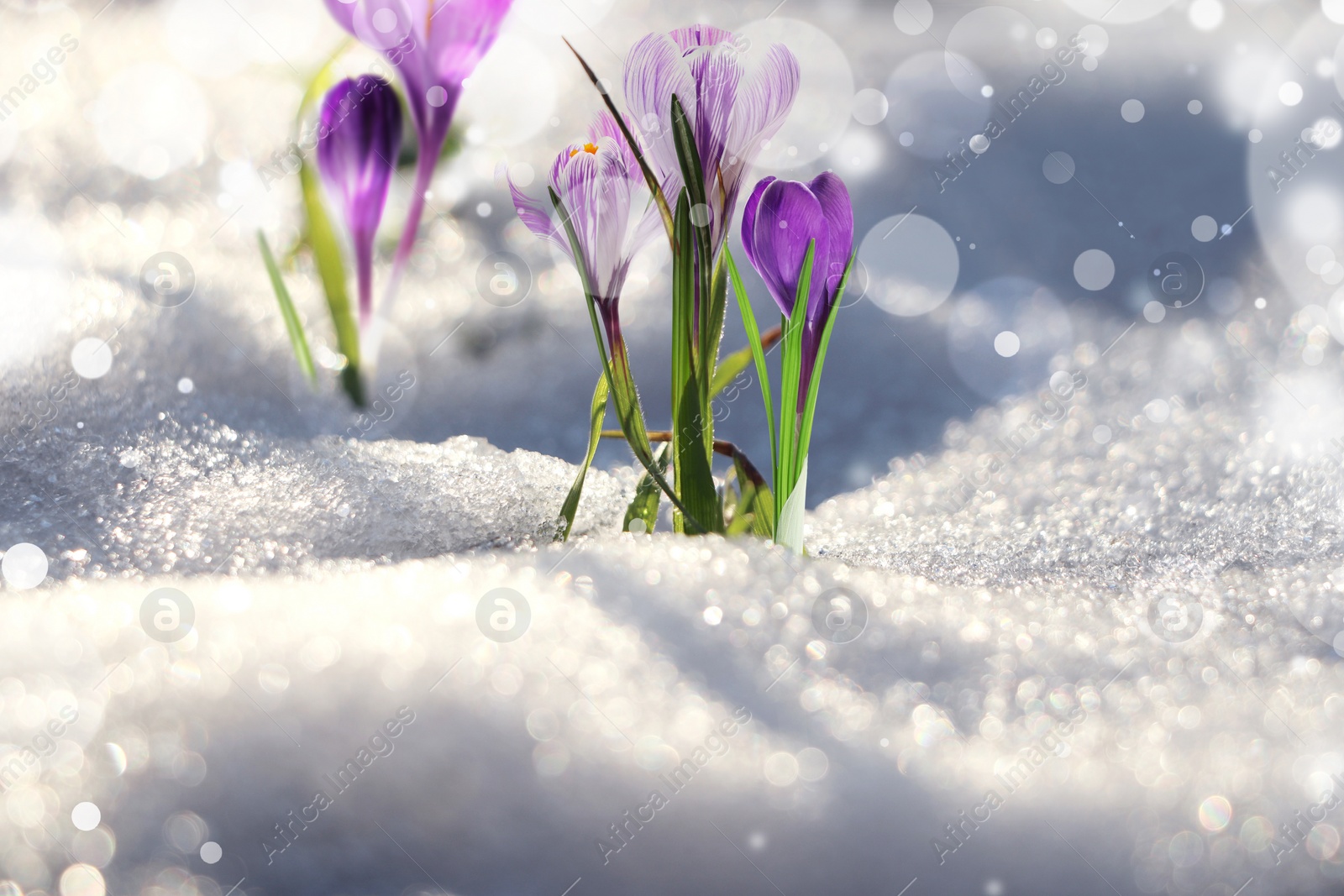 Image of Beautiful spring crocus flowers growing through snow outdoors on sunny day