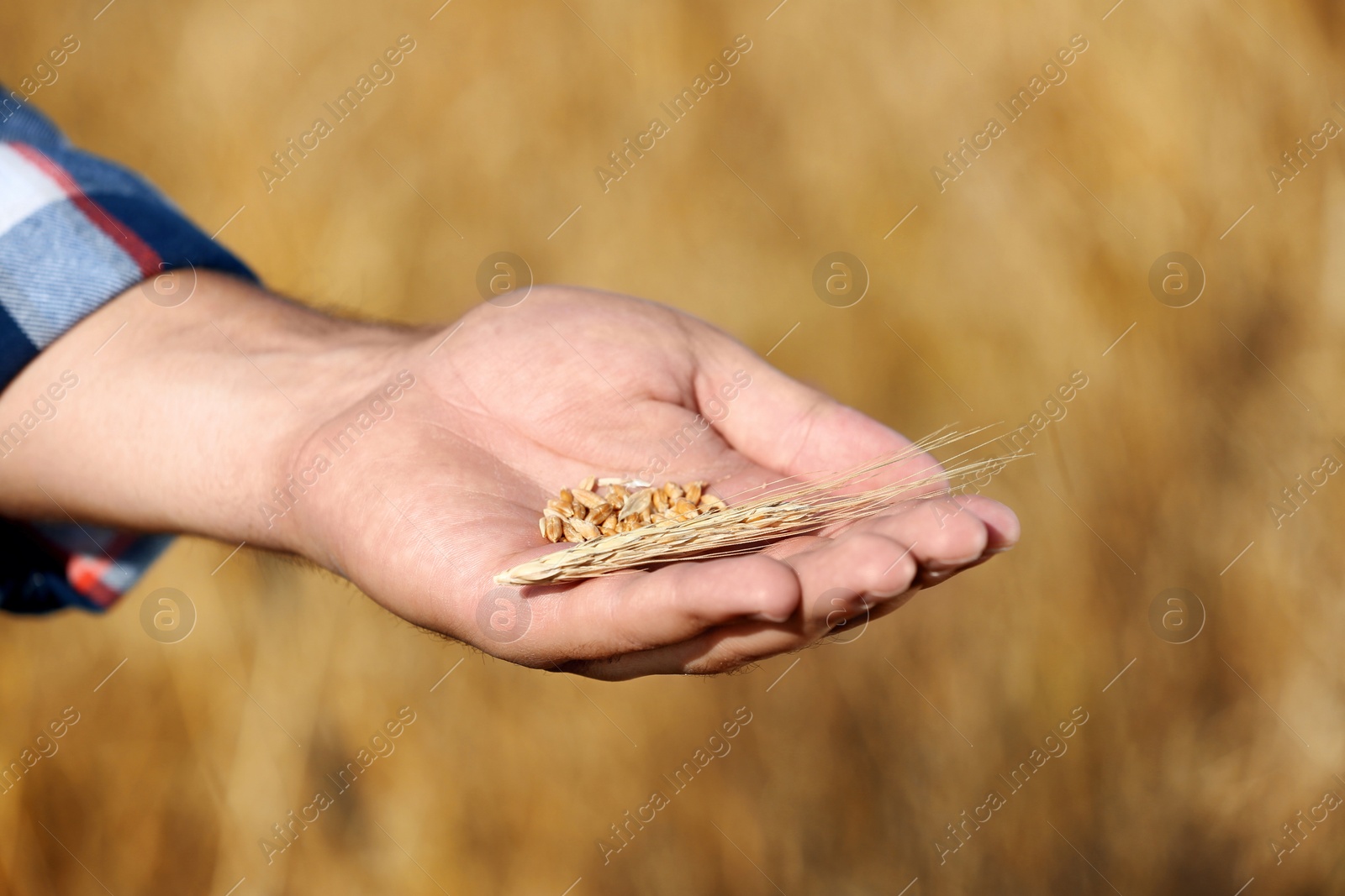 Photo of Farmer with wheat grains in field, closeup. Cereal farming