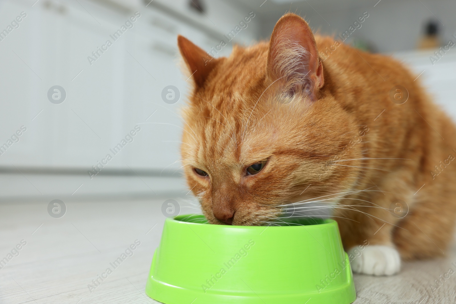 Photo of Cute ginger cat eating from feeding bowl in kitchen. Space for text