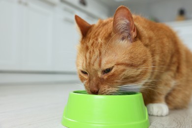 Photo of Cute ginger cat eating from feeding bowl in kitchen. Space for text