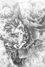Image of Beautiful peonies as background, closeup. Black and white effect